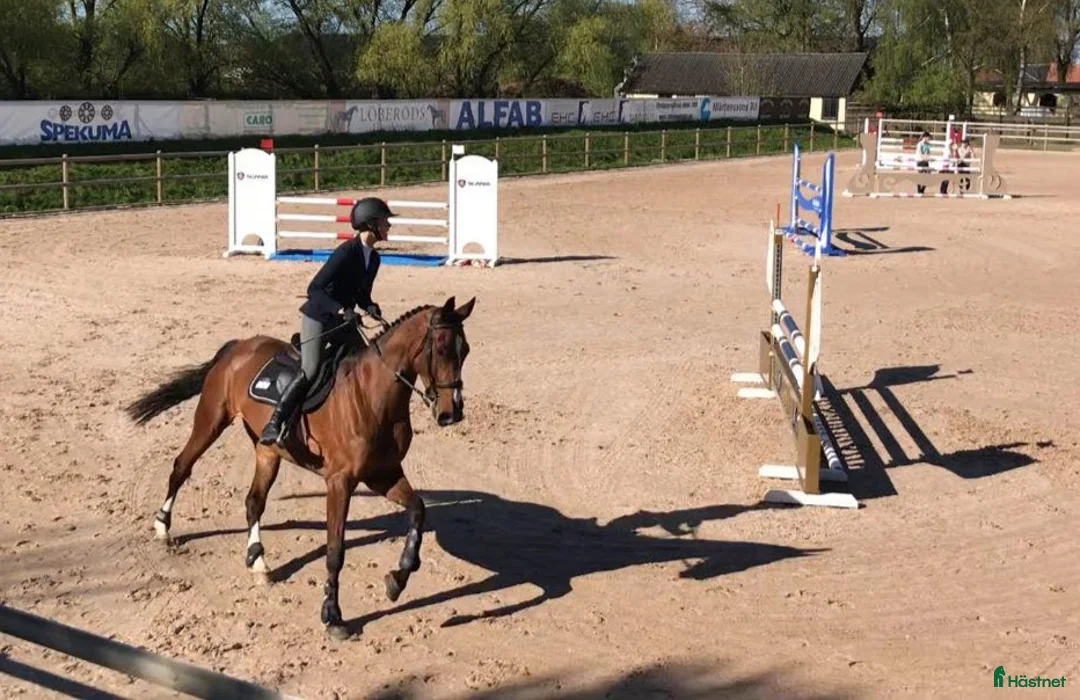  hästservice finnes: Önskar du hjälp - inridning/utbildning/försäljning - Annons 6