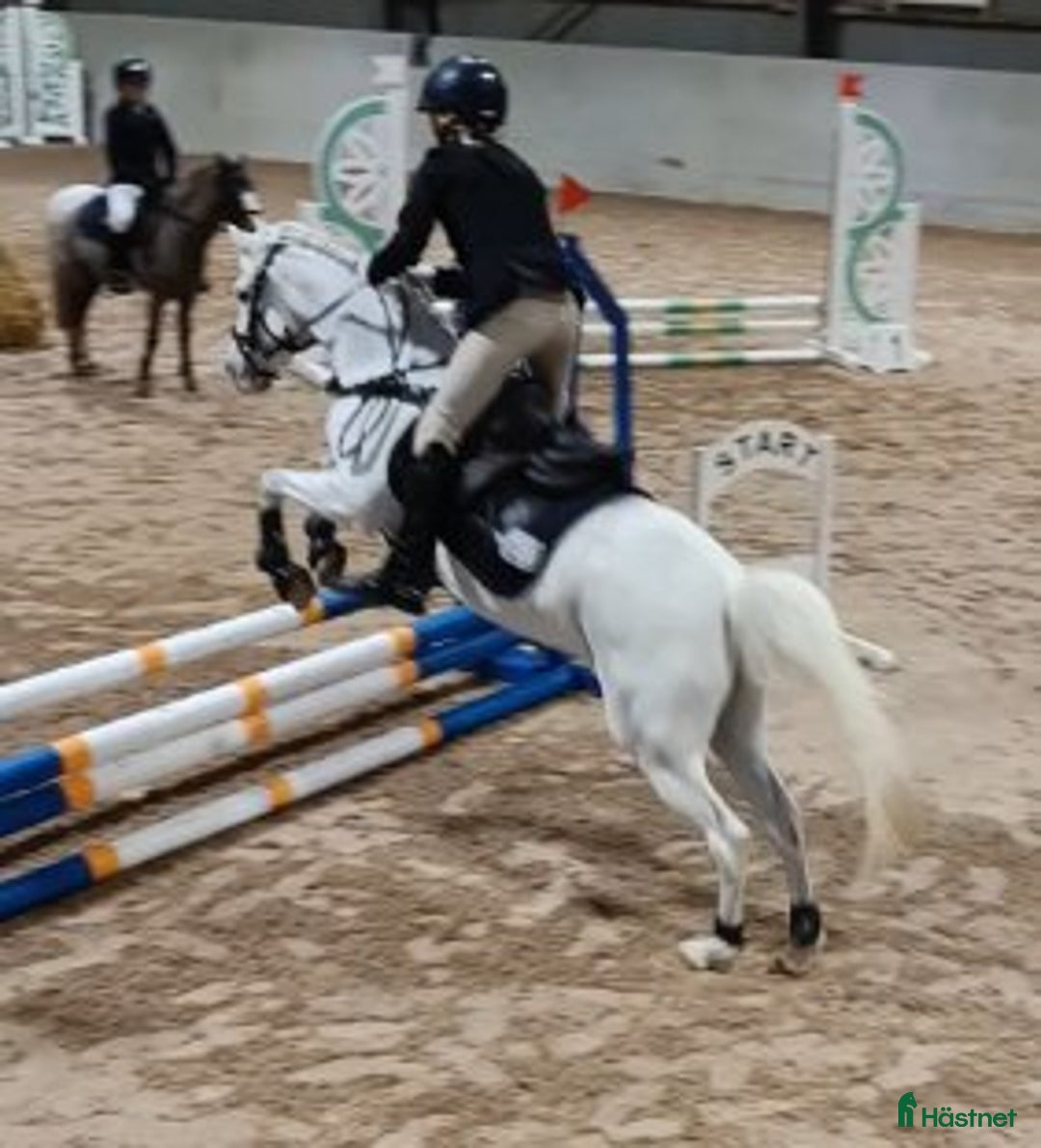 Allround hästar till salu: Prinsessa till salu i Vellinge - Annons 6