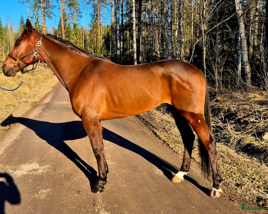 Trav hästar till salu: Startklar valack 7år - Annons 2