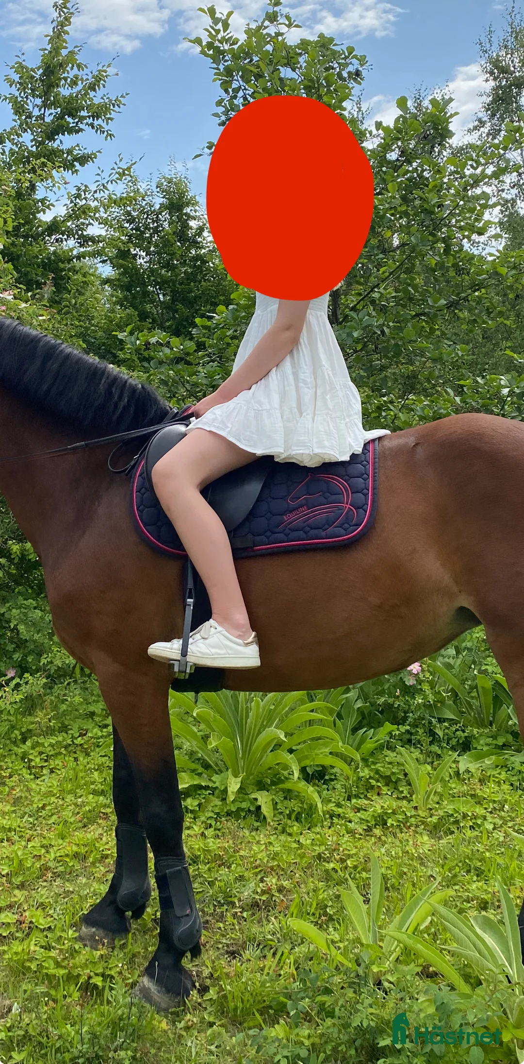 Schabrak & Vojlockar hästutrustning till salu: Super snyggt equiline schabrak - Annons 2