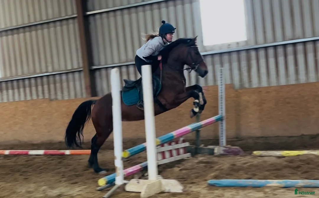 Allround hästar till salu: Selection of ponies i Ljungby - Annons 22