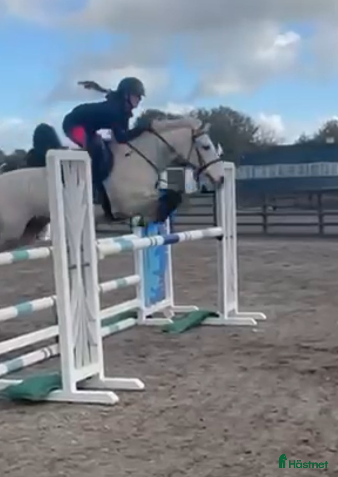 Hoppning hästar till salu: 6yr old 148 gelding i Stockholm - Annons 2