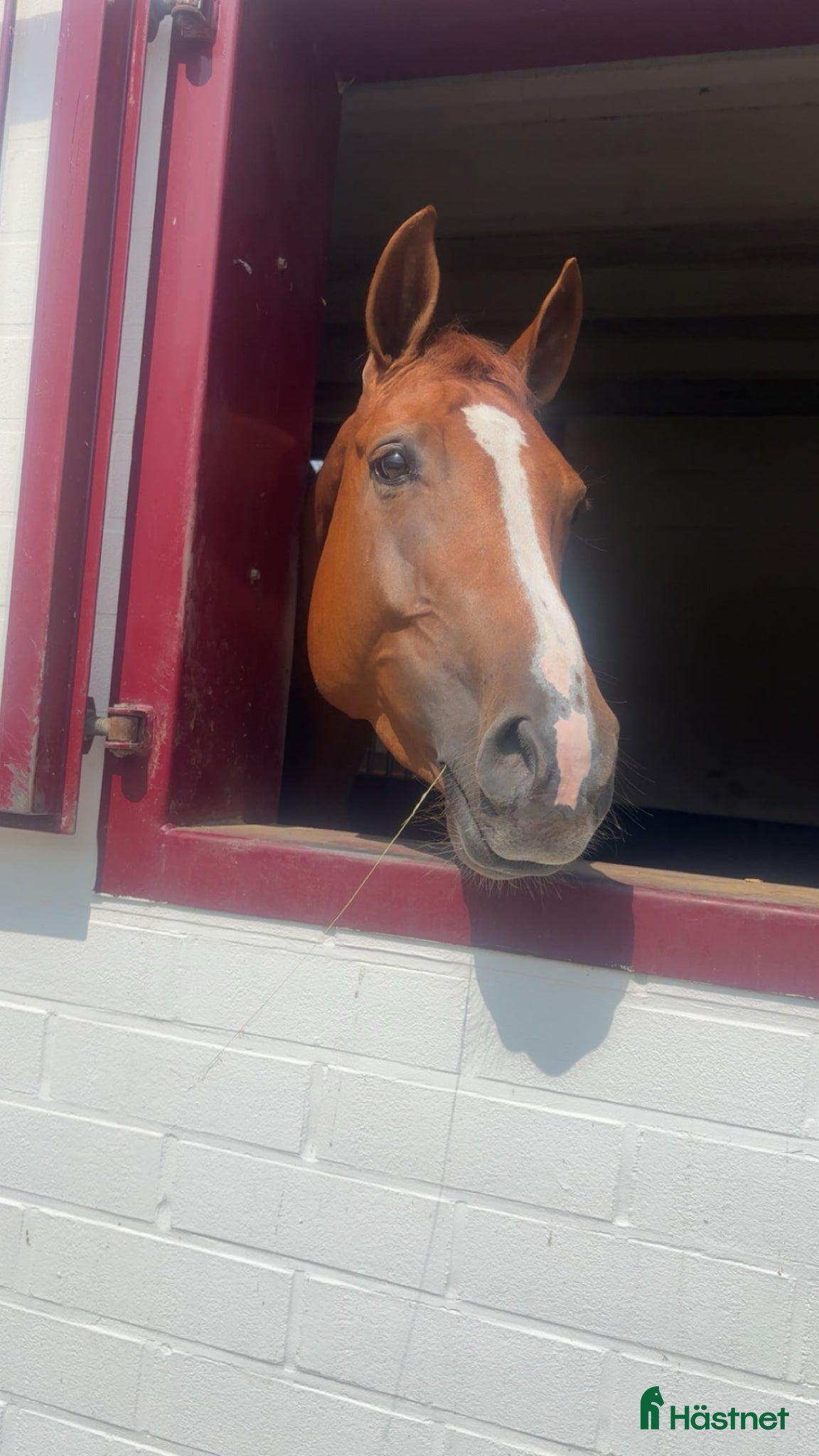  hästar Sällskapsponny sökes - Annons 10