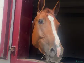 hästar Sällskapsponny sökes - Annons 3