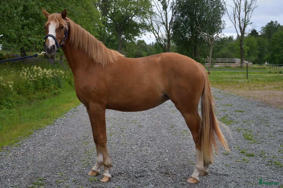 Allround hästar till salu: Utvecklingsbar 3 åring - Annons 3