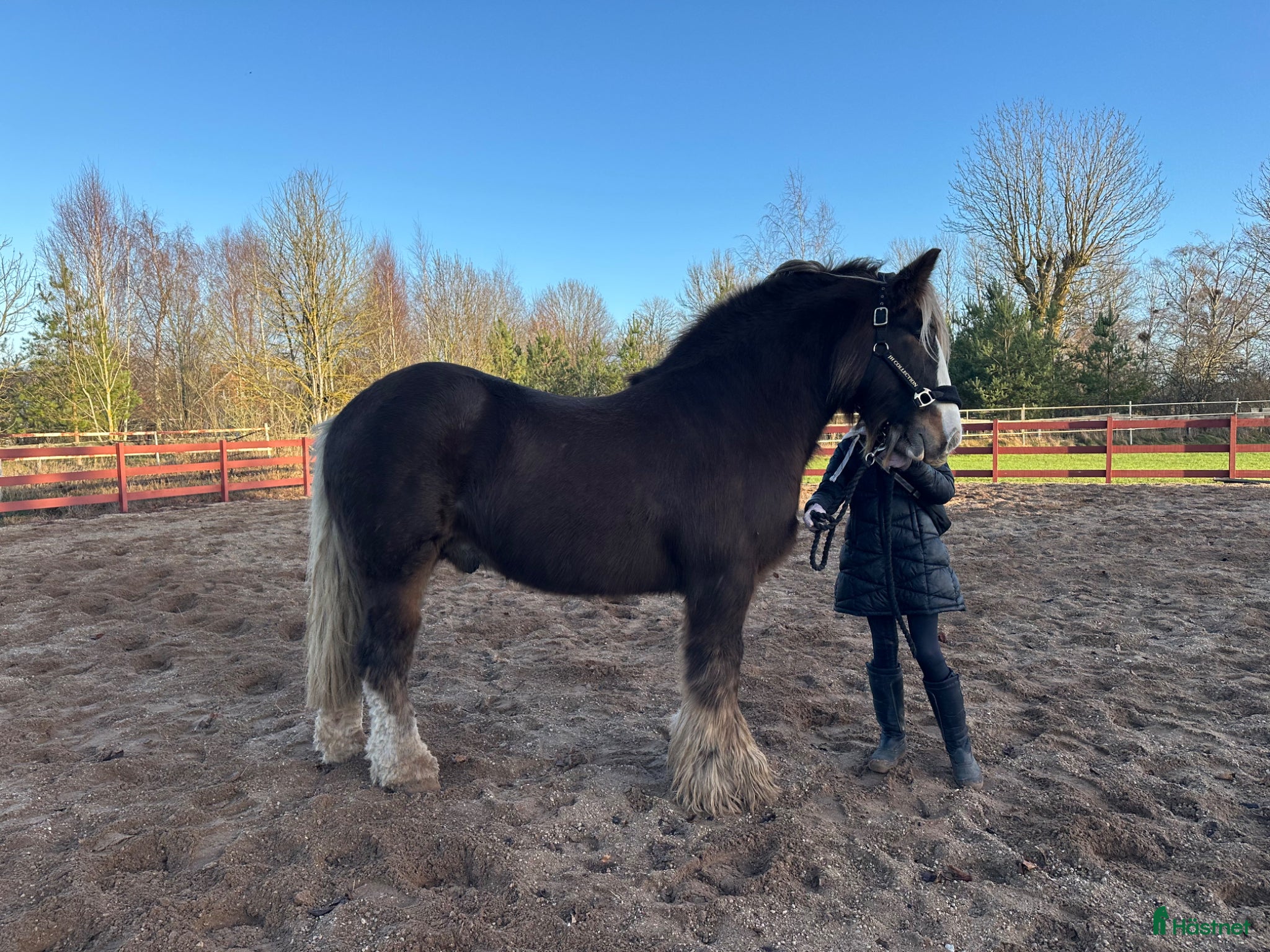  hästar Vacker Irish Cob valack - Annons 6