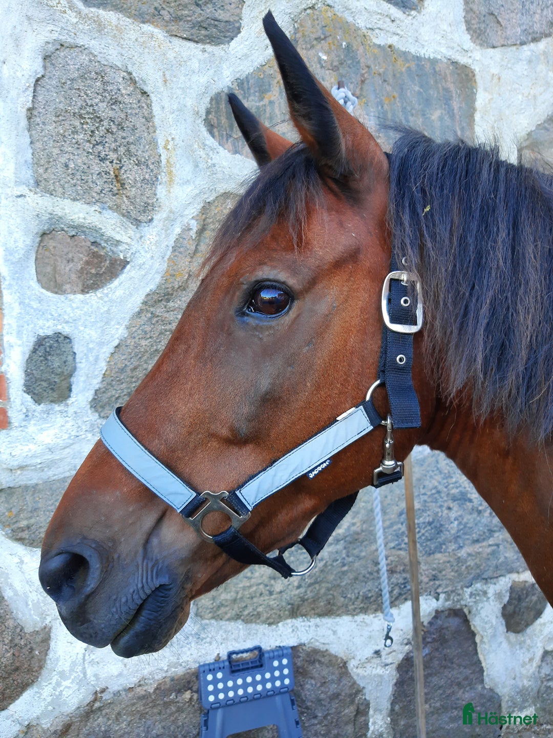 Allround hästar till salu: D-ponny med storhäst-känsla - Annons 2