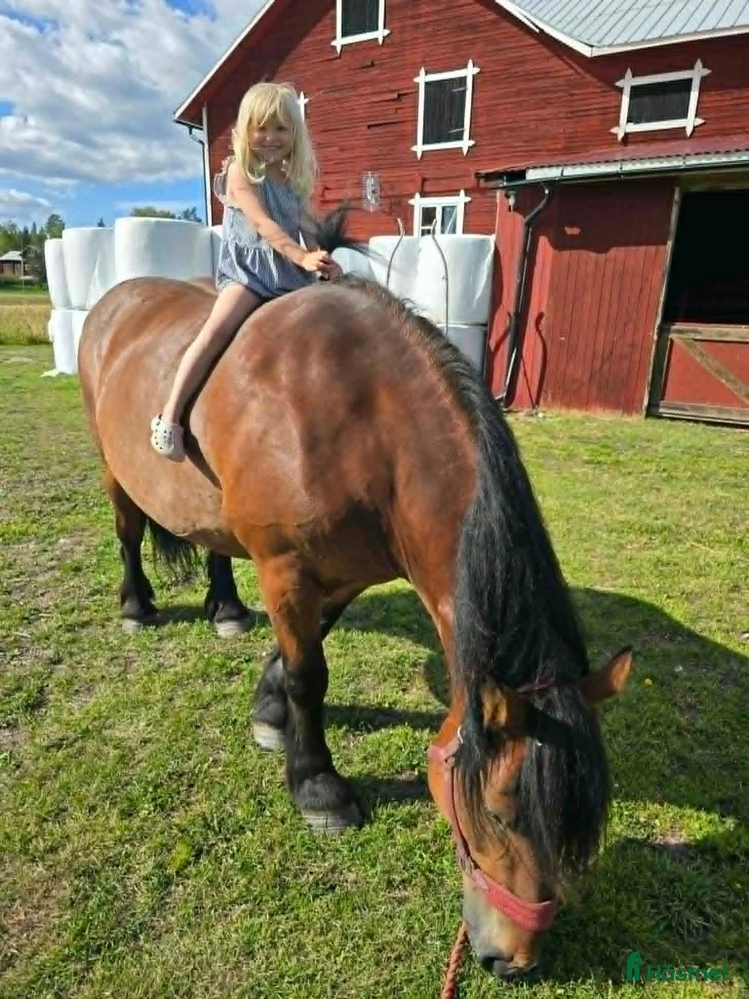 Allround hästar till salu: Willow söker sitt sista och föralltidhem - Annons 2