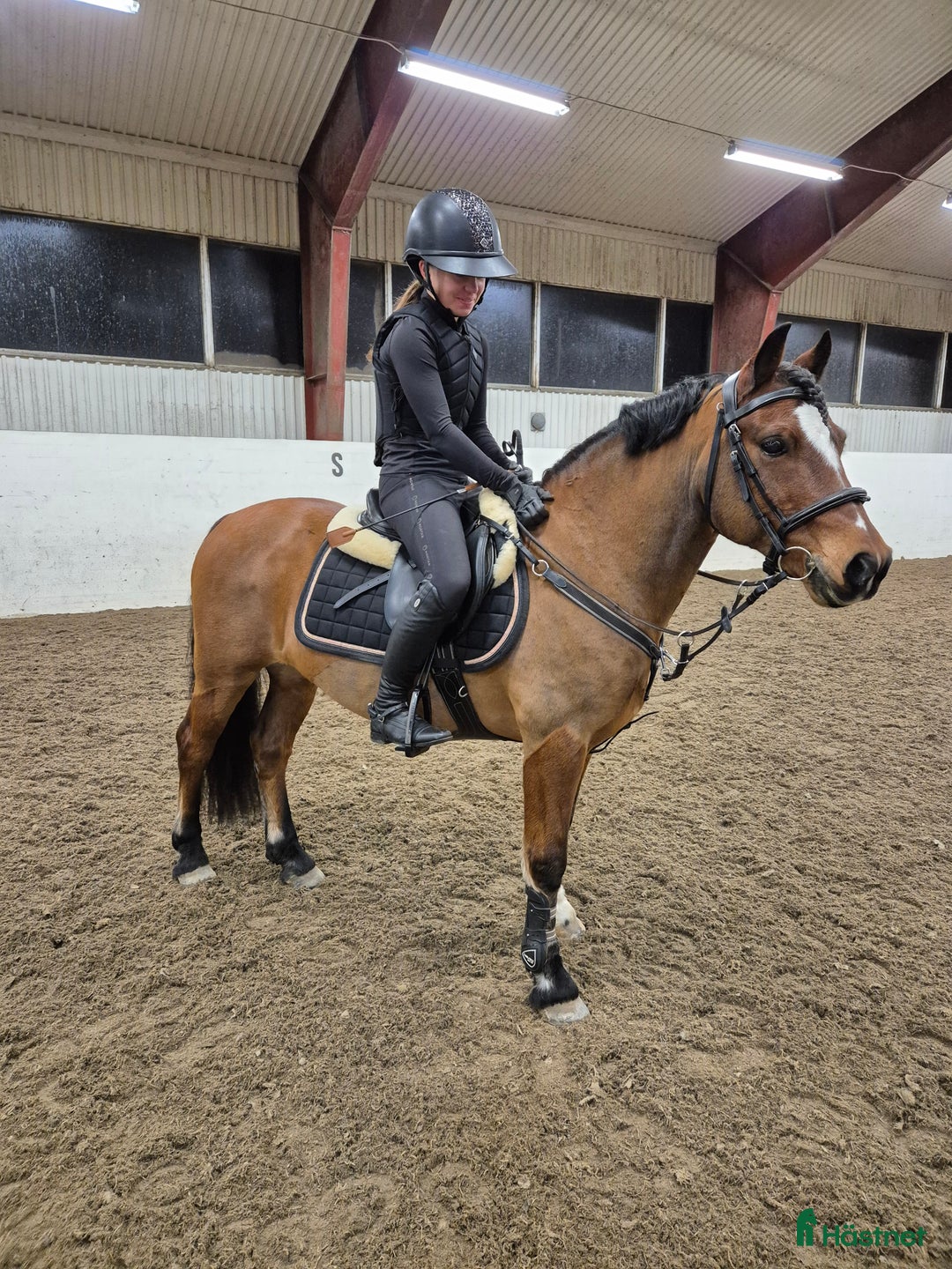 Hoppning hästar till salu: Supermaxad B-ponny i Piteå - Annons 2