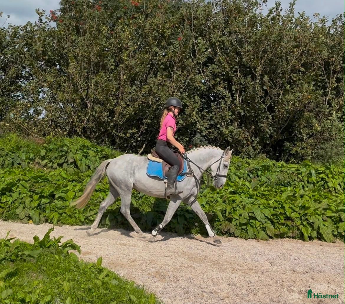  hästar 138 gelding - Annons 1