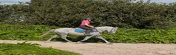 Hoppning hästar till salu: 138 gelding - Annons 1