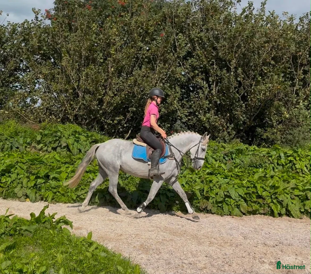 Hoppning hästar till salu: 138 gelding - Annons 1