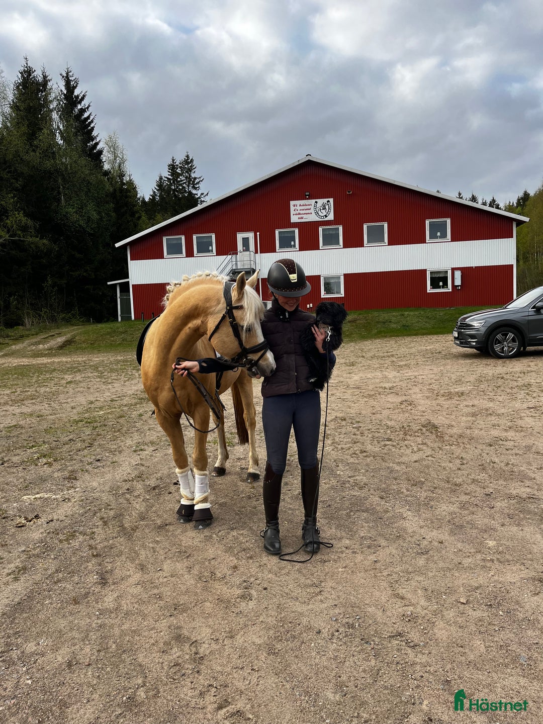 Dressyr hästar till salu: Flott ponny som syns i mängden! i Älekulla - Bild 5