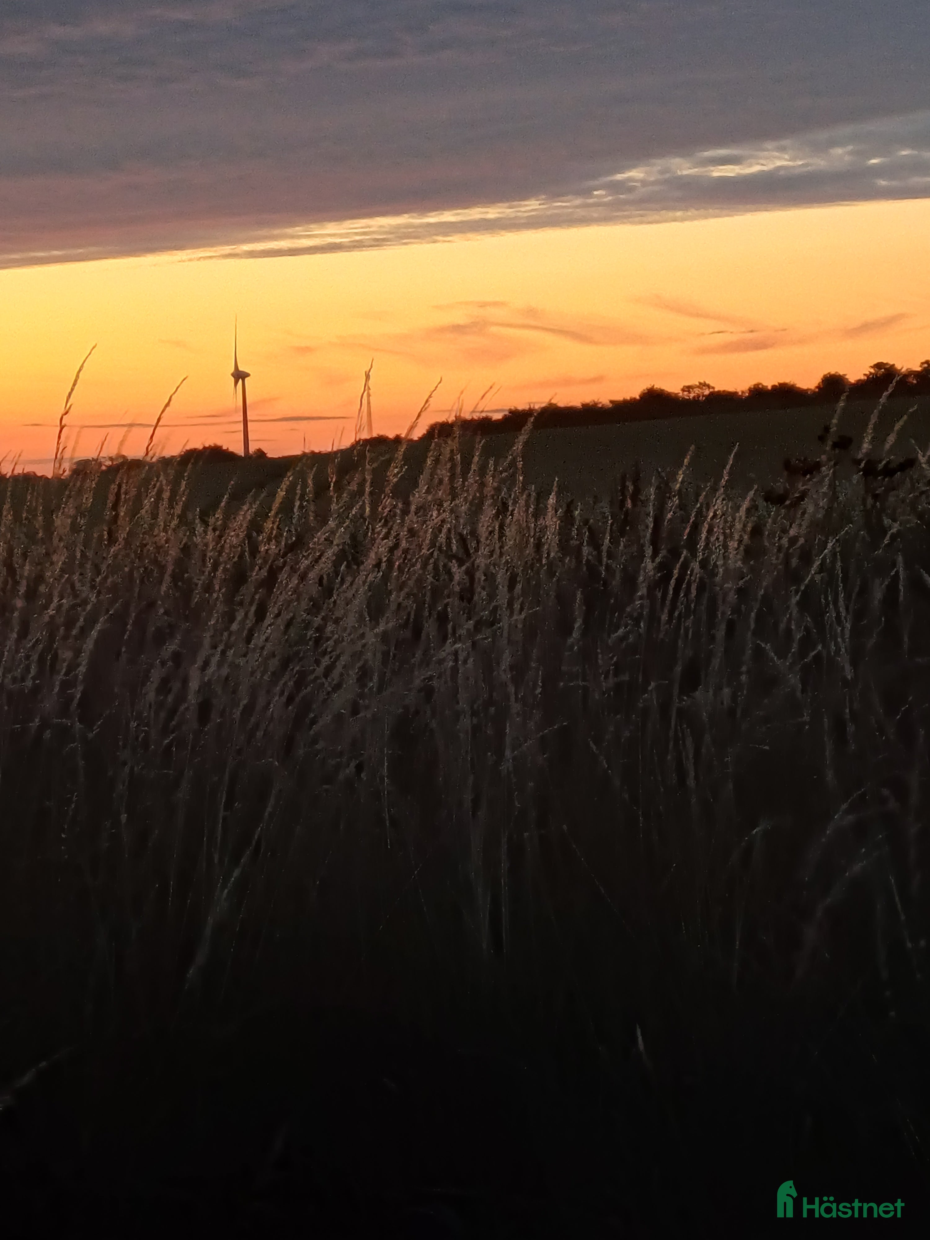  stallplats Söker stall - Annons 21