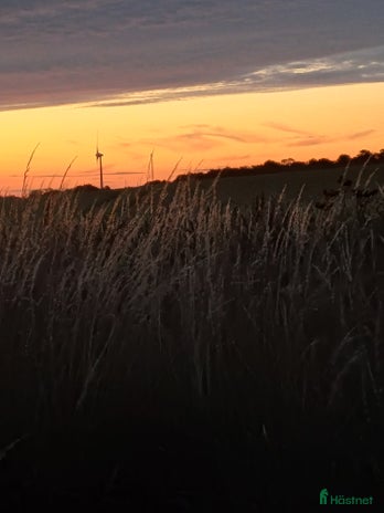 stallplats Söker stall i Ystad - Annons 2