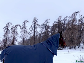 Täcken hästutrustning till salu: vintertäcke inkl hals - Annons 4