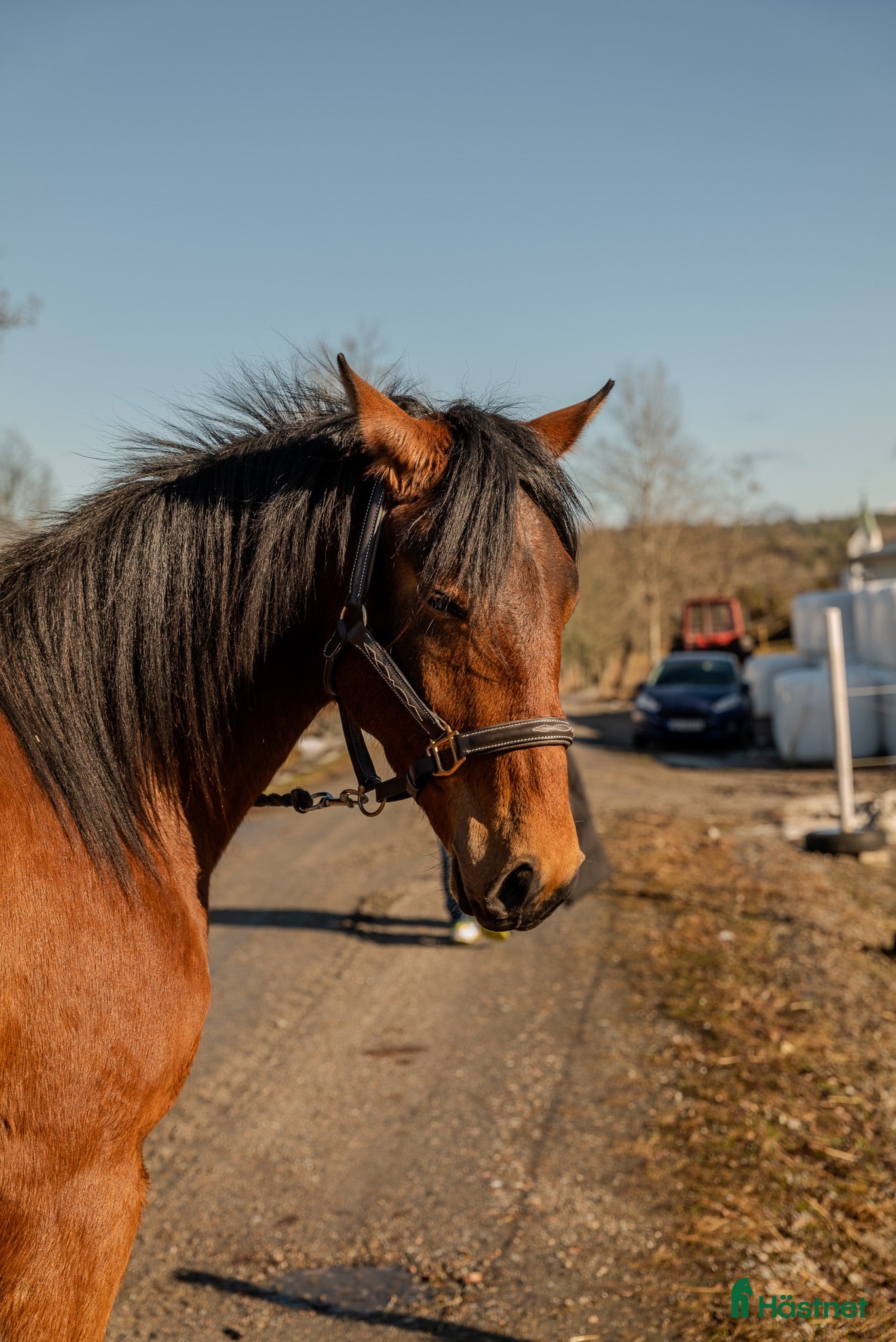  hästar Härlig arab/lipizzaner-korsning - Annons 1