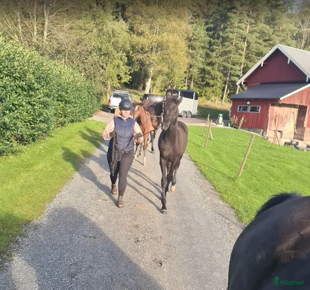 Dressyr hästar till salu: Svart Hingst Föl efter Bon Couer/Fürst Belissaro i Strömstad - Annons 6