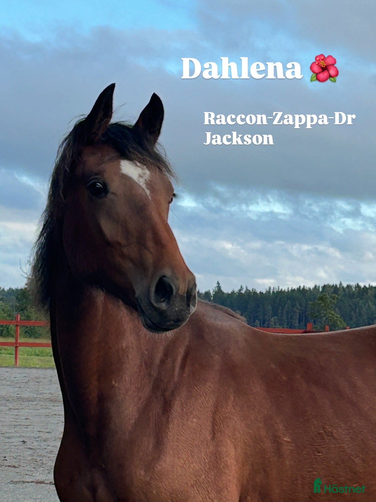  hästar Ådö’s Dahlena ”Lena” - Annons 19