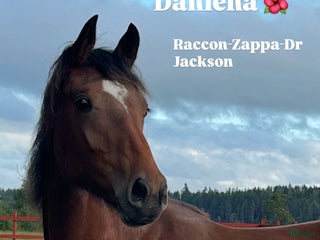 hästar Ådö’s Dahlena ”Lena” i Sparreholm - Annons 5