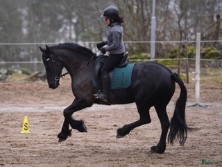 hästar Vacker, vänlig och inkännande Frieser i Veddige - Annons 5