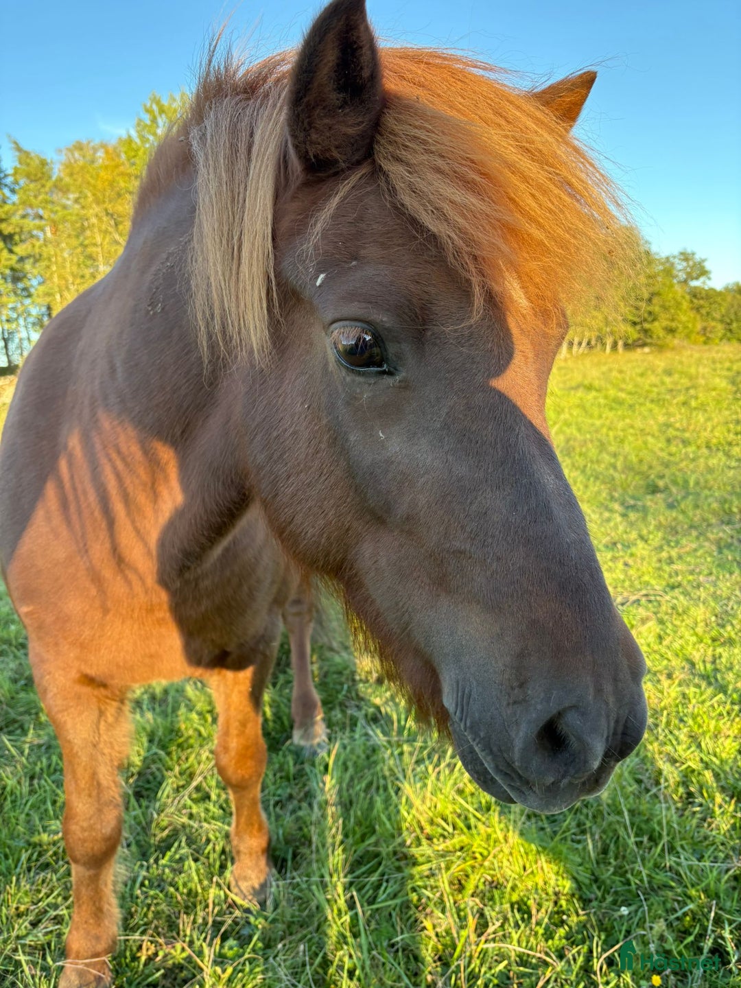 Island hästar till salu: Känslig kille med potential letar nytt hem. i Västerås - Annons 1