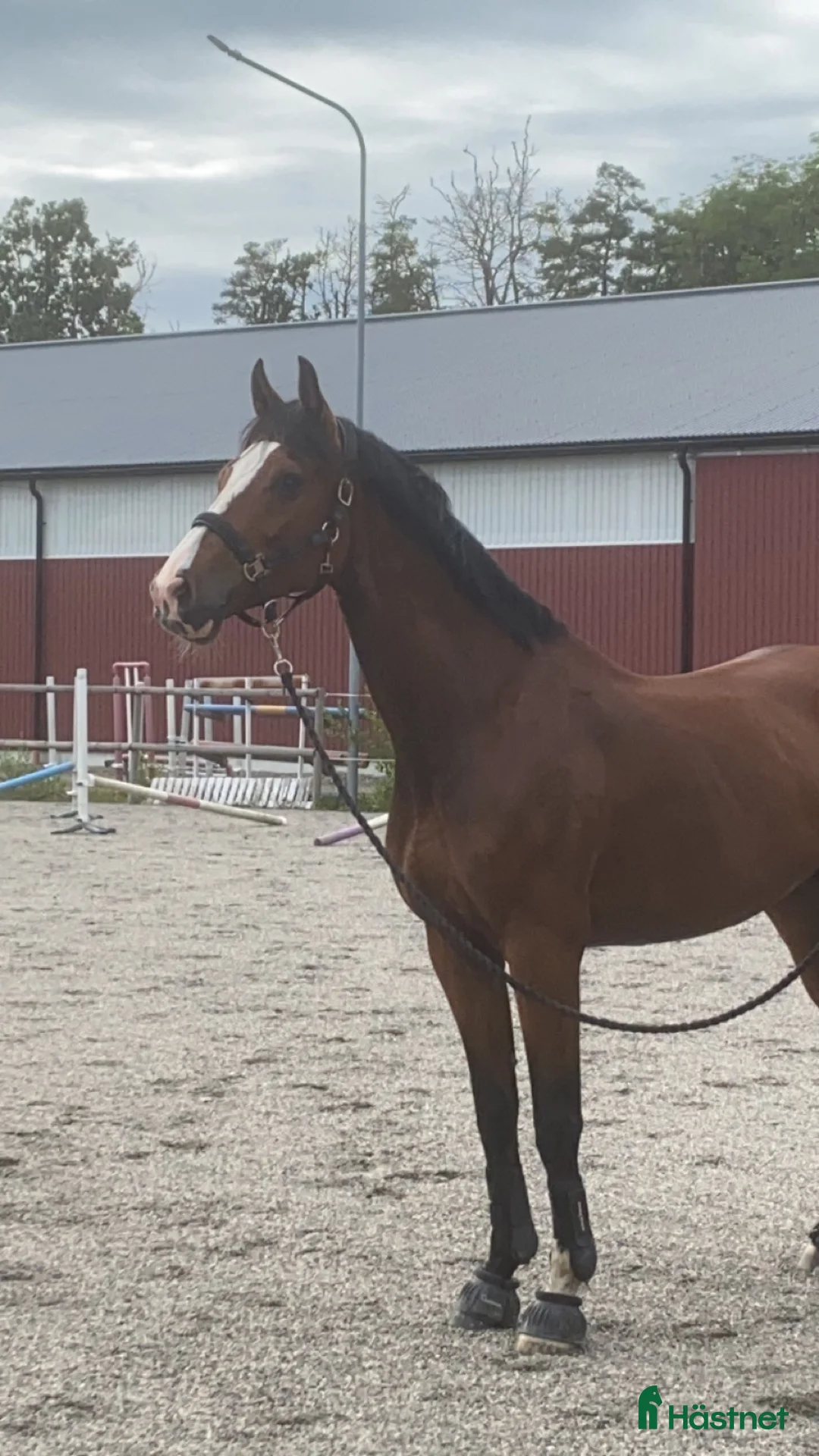  medryttarhäst finnes: Medryttare sökes i Nödinge - Annons 1