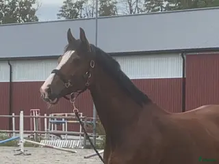 medryttarhäst finnes: Medryttare sökes - Annons 24