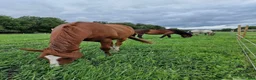  stallplats finnes: Lösdriftsplats i närheten av Bälinge  - Annons 7
