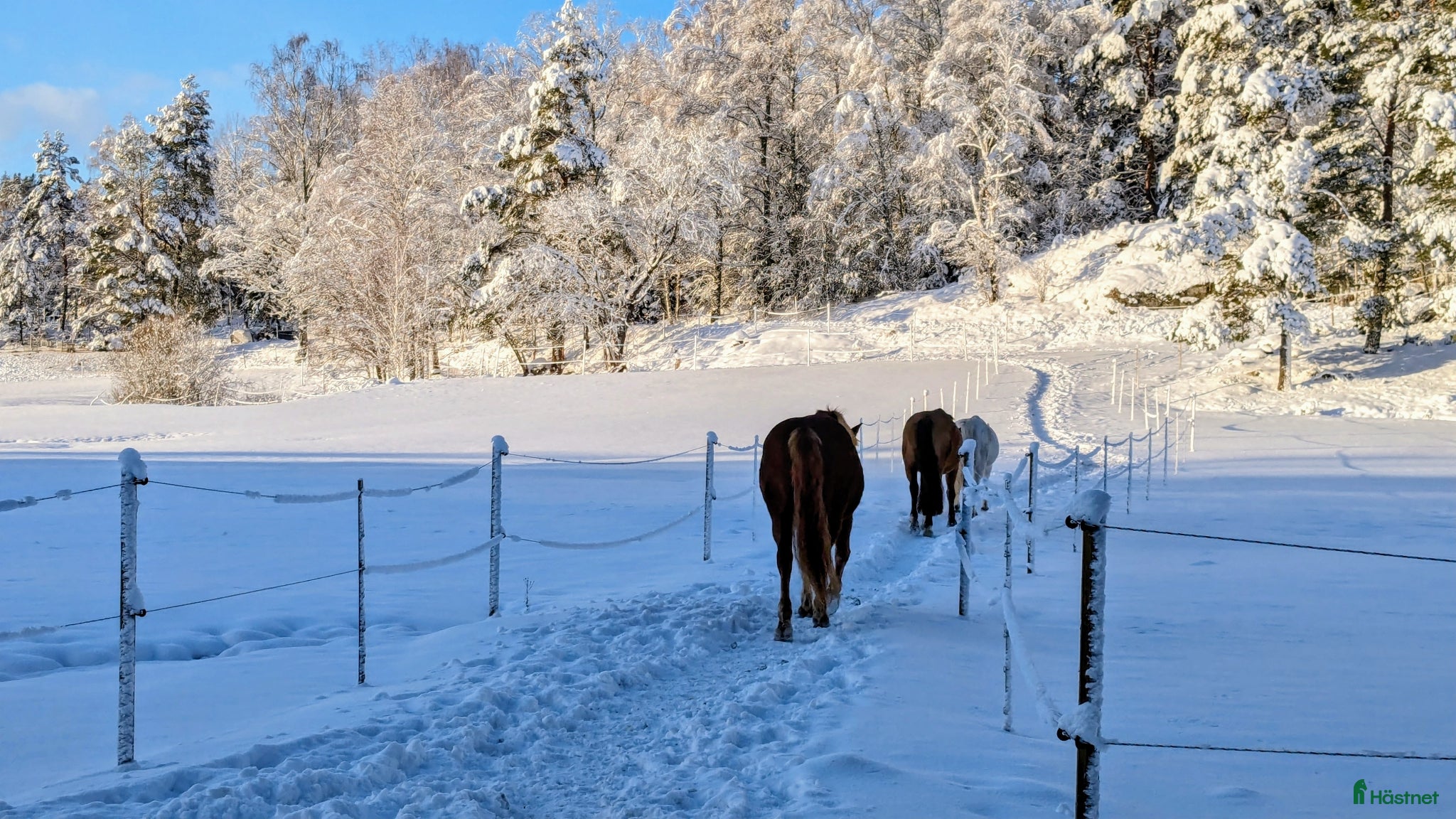  stallplats finnes: Lösdrift i Tullinge - Annons 9