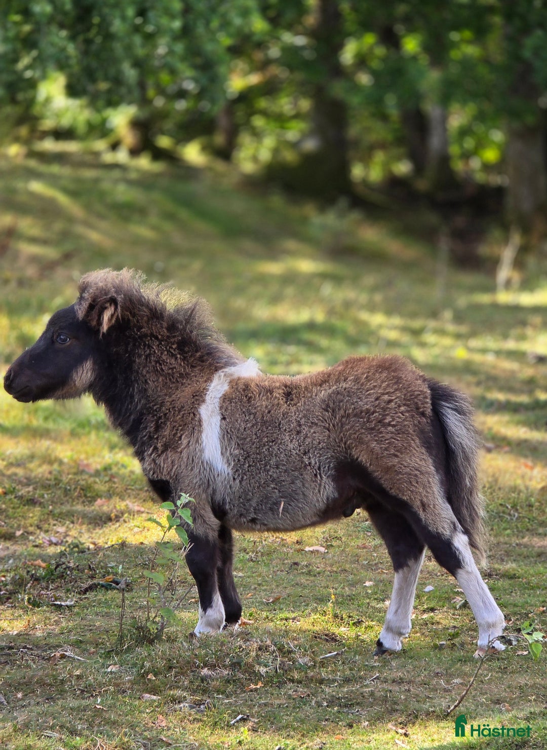Allround hästar till salu: Bedårande minishetland i Hörby - Annons 2