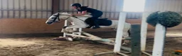 Allround hästar till salu: Ride & Drive gelding  - Annons 9