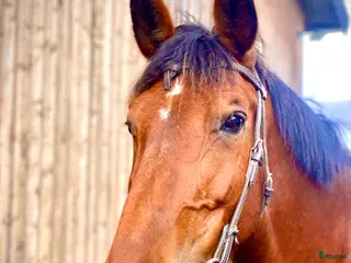 hästar Hoppsto född 2015 säljes - Annons 6