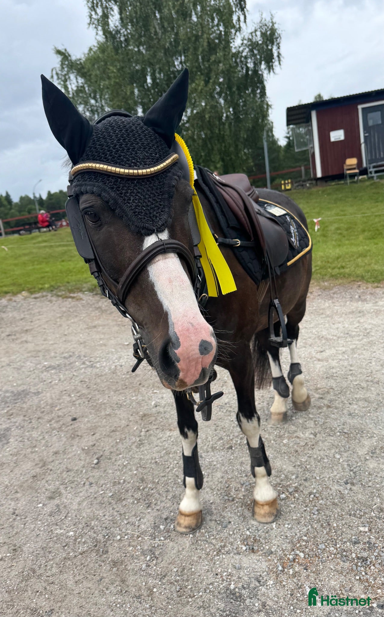  hästar Häftig tävlingskompis!  - Annons 9