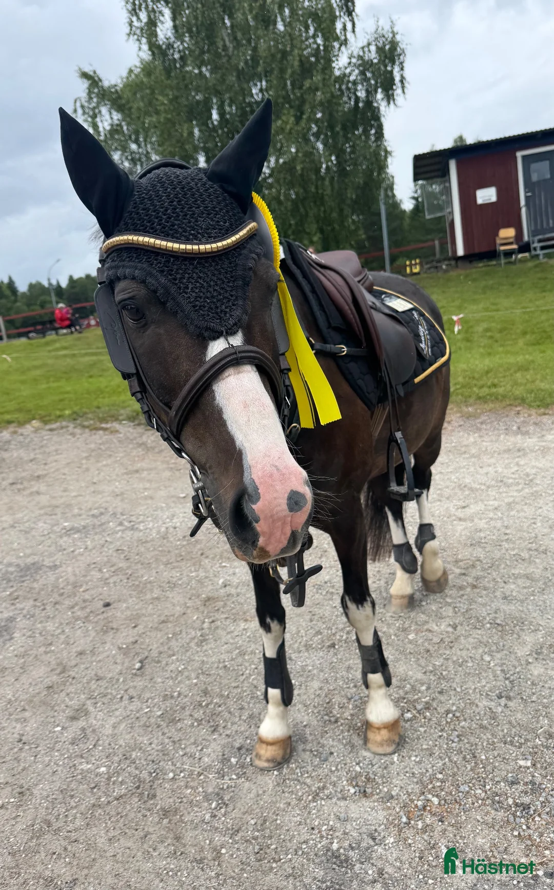 Hoppning hästar till salu: Häftig tävlingskompis!  - Annons 1