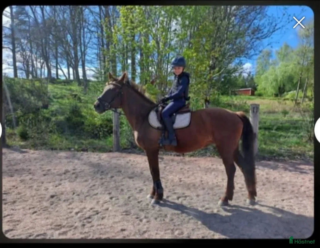 Allround hästar till salu: Svensk ridponny - Annons 2