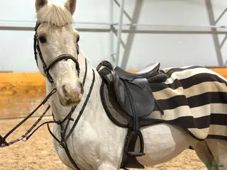 hästar Härlig ponny!! i Västra Tunhem - Annons 1