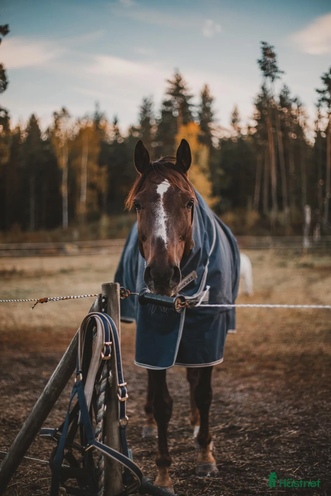 Dressyr hästar till salu: Dressyrhäst för framtiden! - Annons 3