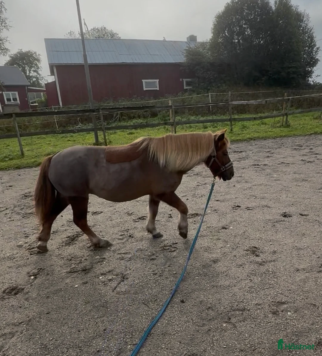 Allround hästar till salu: Shetlandssto i Alnö - Annons 3