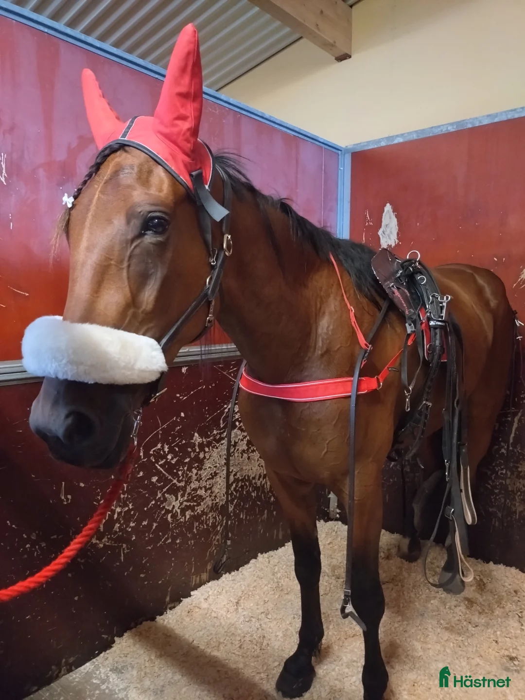 Allround hästar till salu: Sto till valfri disciplin  i Lövstabruk - Annons 4