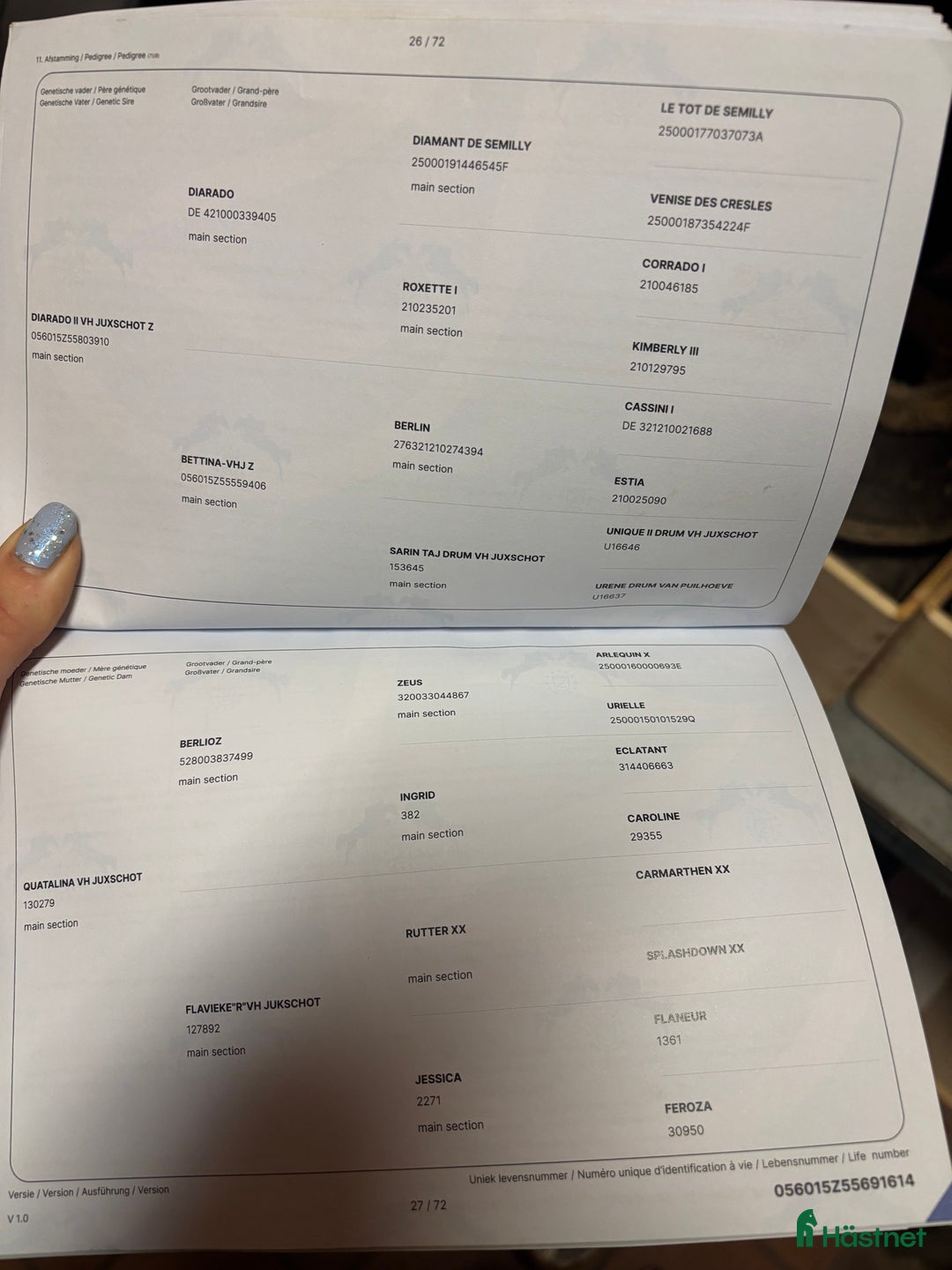 Allround hästar till salu: Hobby/Avelssto/Byte i Helsingborg - Annons 2