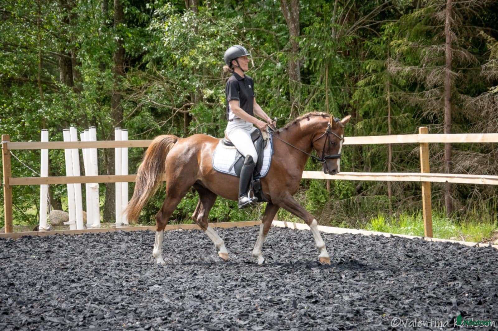  hästar Lovande 4-åring i Vimmerby - Annons 21
