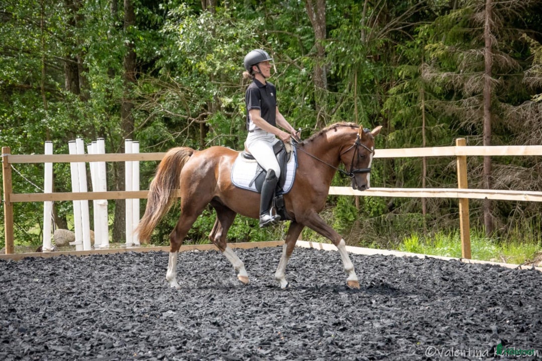 Dressyr hästar till salu: Lovande 4-åring i Vimmerby - Annons 1