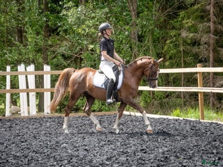 Dressyr hästar till salu: Lovande 4-åring i Vimmerby - Annons 3
