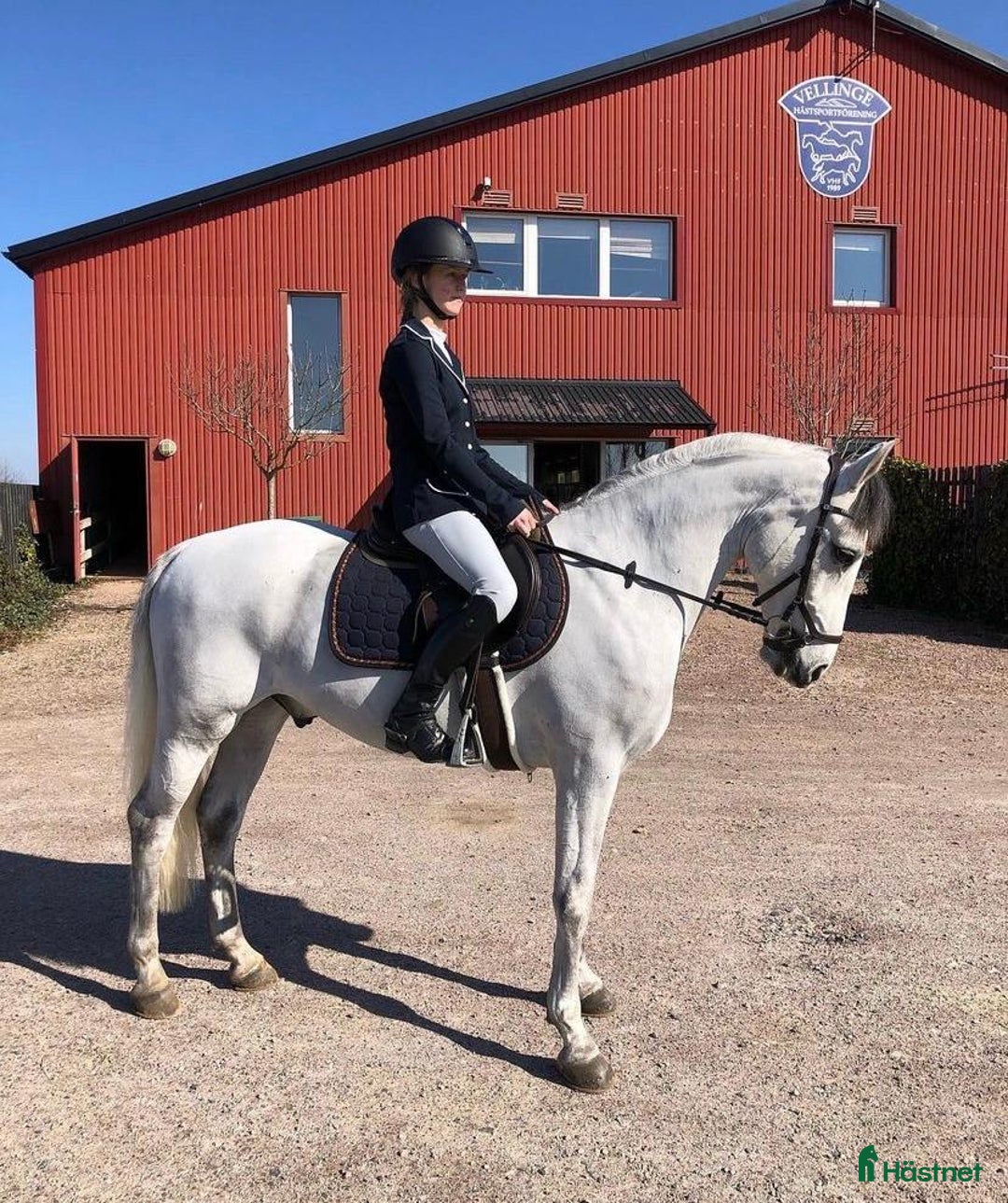 Allround hästar till salu: 🌟 Underbar D-ponny till salu – 12 år, valack,  🌟 i Höllviken - Annons 4