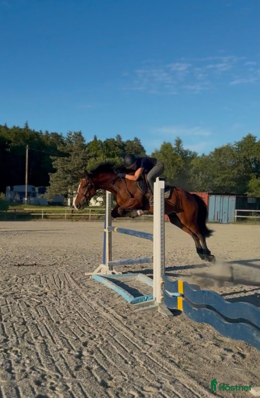  hästar Lättriden tävlingsponny🌟 - Annons 1