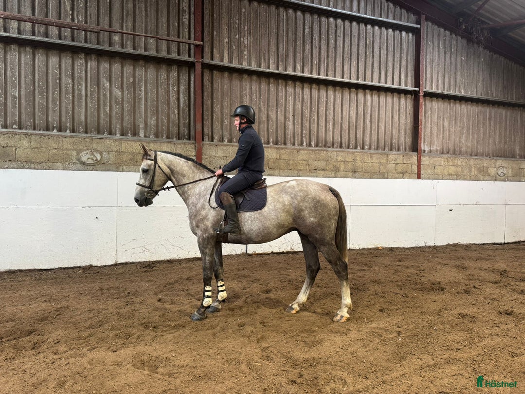 Allround hästar till salu: Alrounder/ Showjumping Horse  i Vrigstad - Annons 1