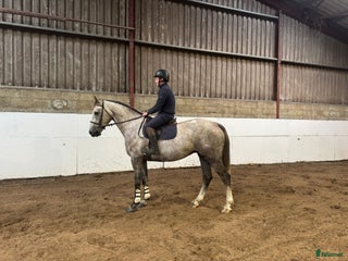 hästar Alrounder/ Showjumping Horse i Vrigstad - Annons 18