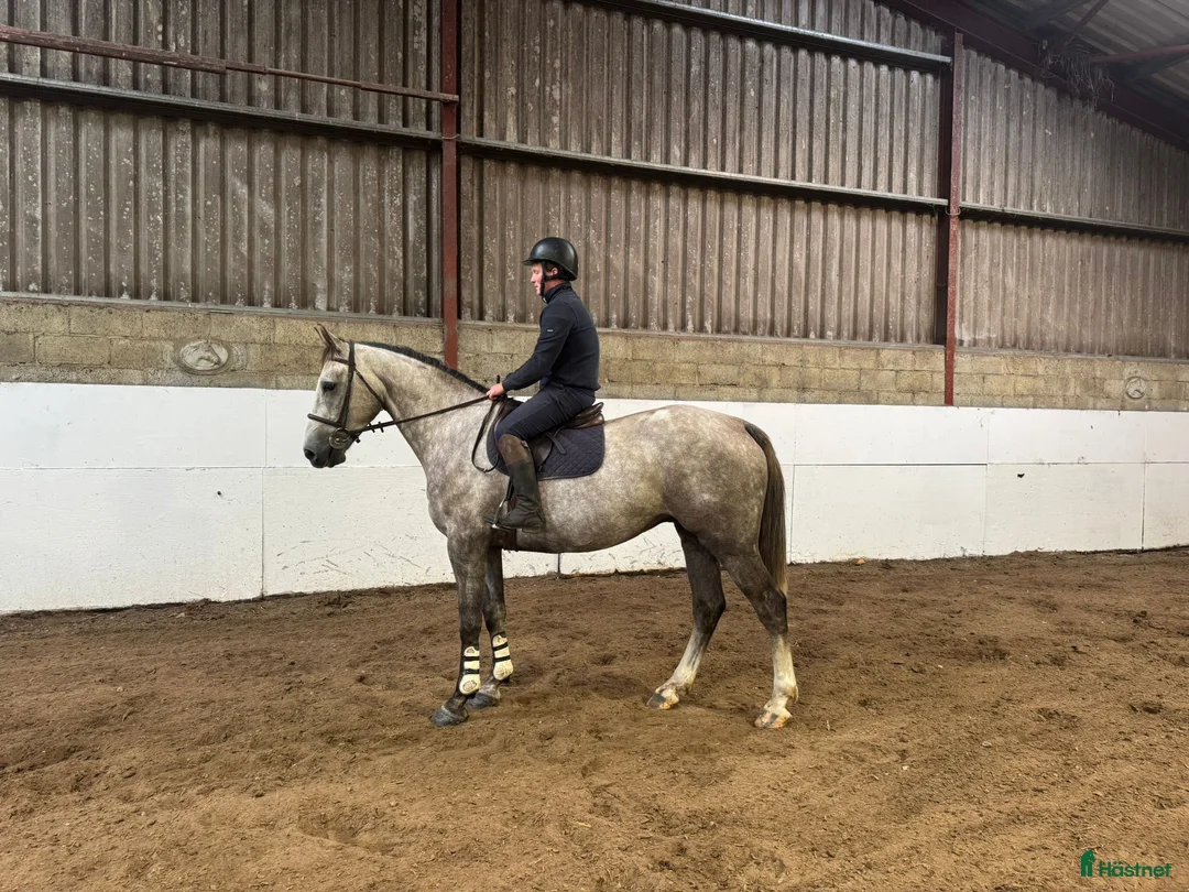 Allround hästar till salu: Alrounder/ Showjumping Horse  i Vrigstad - Annons 1