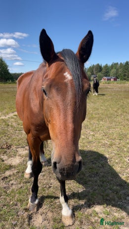 hästjobb i Tungelsta - Annons 19